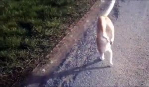 Un chat acrobate marche sur ses pattes avant sur plusieurs mètres...