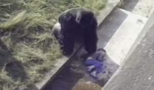 Un gorille protège un enfant tombé dans la fausse au zoo