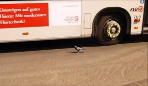 Ce pigeon n'a peur de rien et surtout pas d'un bus!