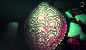 Une tortue fluorescente découverte dans l'océan