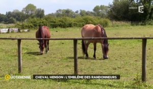 En Baie de Somme avec les chevaux Henson