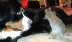 Un écureuil cache sa noisette dans les poils d'un chien !