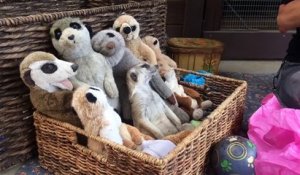 Un suricate fait dodo avec ses amis peluches suricates... Trop mignon