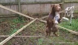 Ce chien équilibriste est impressionnant !