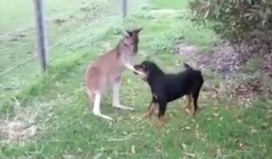 L'amitié improbable entre un kangourou et un chien !