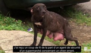 Une chienne enceinte et affamée sauvée par un refuge