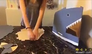 Une litière pour chat en forme de requin!