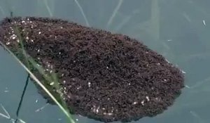 Des fourmis forment un radeau vivant pour survivre aux inondations.