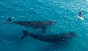 Quand un homme fait du paddle avec deux baleines