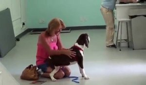 Elle va chercher son chien paralysé à la clinique et surprise