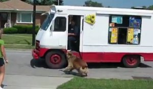 Ce chien veut une glace...