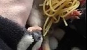 Voici le rat le plus mignon de la planète en train de manger ses spaghettis