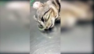 Un chat pleure après avoir été secouru