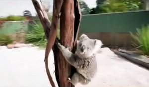 Un koala vient faire un gros câlin à un cameraman : le truc le plus mignon de la journée!