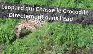 Ce Léopard qui Chasse le Crocodile Directement dans l'Eau