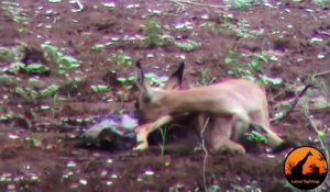 Un léopard hésite à attaquer un bébé impala... Pris de remords???