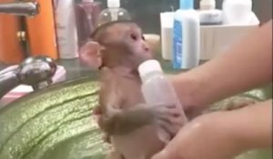 Un adorable bébé singe prend un bain et se fait dorloter !