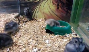 Ce hamster est complètement fou... Backflips ratés