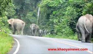 Un troupeau d'éléphants attaque un motard