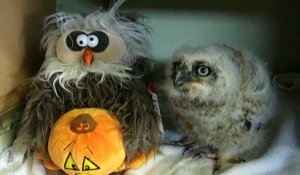 Un bébé hibou chante et danse avec une peluche