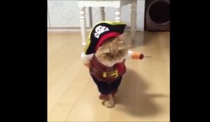 Chat pirate déguisé pour Halloween... Adorable