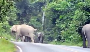 Un motard apeuré se fait encercler par des éléphants