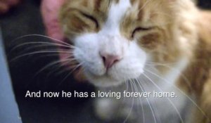 Ce Poulet Domestique Ronronne Comme Un Chat Sur Orange Videos
