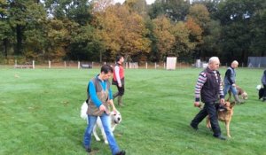 Du sport pour éduquer son chien