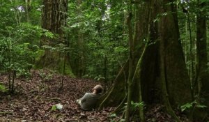 Bande-annonce : Il Etait une Forêt - Teaser VF
