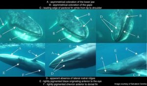 La Baleine la plus Rare du monde filmée par des Océanologues