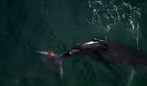 Un bébé baleine à bosse sauvé des filets antirequin au large de l'Australie