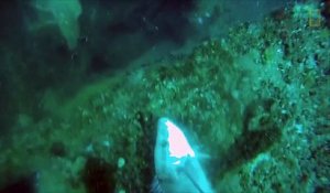 Des mérous trollent un chasseur sous-marin