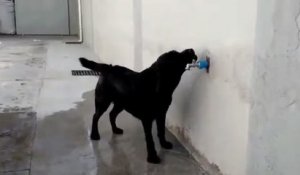 Un chien prend une douche pour se rafraîchir