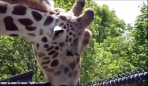 Une Girafe fait une petite Gâterie à une clôture