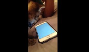 Un chat essaie de tuer une mouche sur un iPhone 6 ... trop mignon