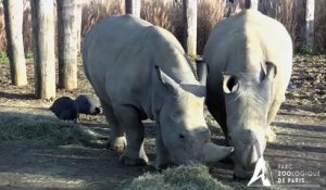 Angus et Wami, rhinocéros blancs du Parc Zoologique de Paris