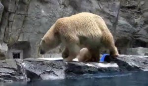 Une maman ourse sauve son bébé de la noyade