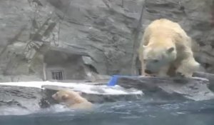 Une maman ours polaire sauve son petit de la noyade