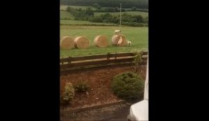 Des moutons jouent  à saute-mouton en Irlande
