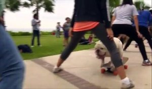 Nouveau record du monde pour le chien skateur Otto !