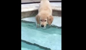 Ce pauvre chien n'a pas vu la marche dans la piscine... Tete dans l'eau!!!