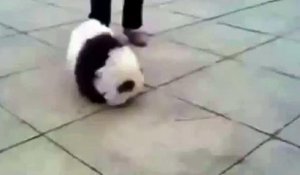 Un chien qui a vraiment l'air d'un petit panda. Trop mignon !