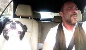 Un bulldog français vous présente son duo de chant avec son maître