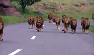 Un énorme troupeau de lions se balade tranquillement