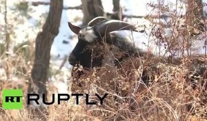 Un tigre de Sibérie se lie d'amitié avec une chèvre qu'il devait manger