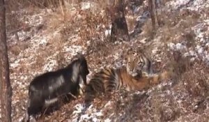 Un tigre se lie d'amitié avec une chèvre