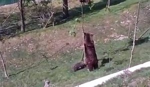 Une maman ours prête à tout pour sauver son bébé coincé !