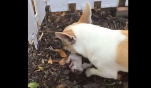 L'amour d'une maman chienne qui enterre son bébé mort