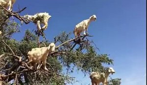 Ces chèvres vivent dans les arbres... DIngue