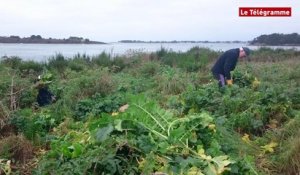 Ile d'Er Lannic (56). Bretagne vivante mène un chantier de débroussaillage